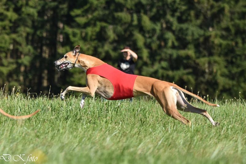 files/_uploads/2003_88_StritezCoursing/4.jpg
