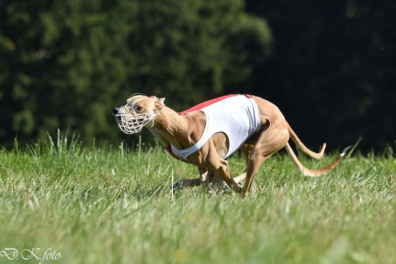 files/_uploads/2003_88_StritezCoursing/Lauf1.jpg