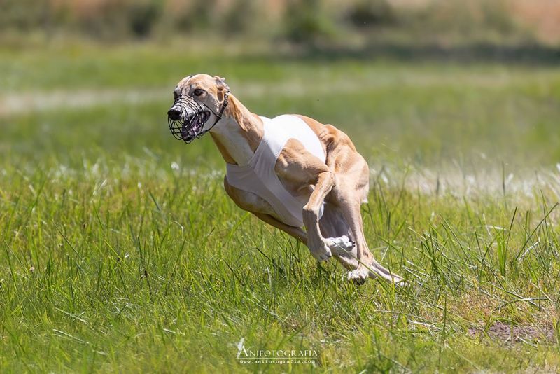 files/_uploads/2003_88_StritezCoursing/Lauf3.jpg