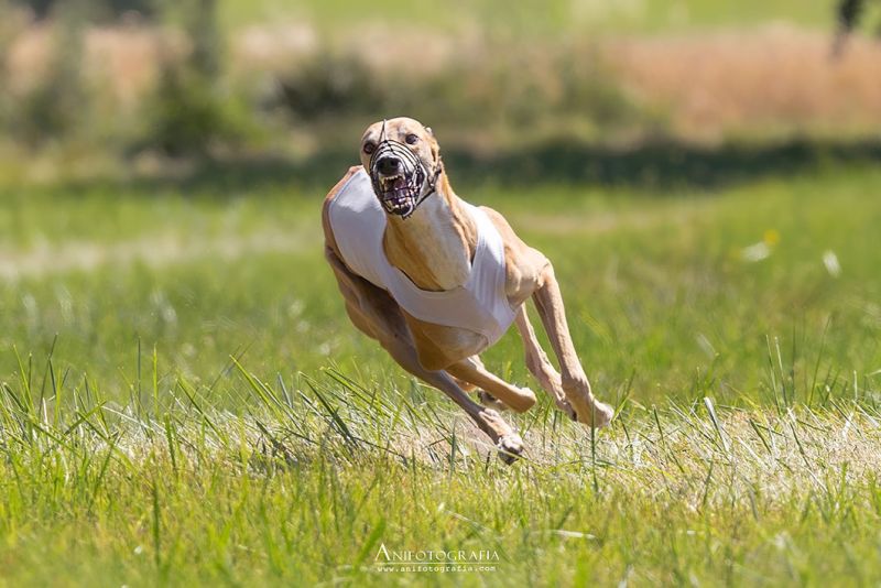 files/_uploads/2003_88_StritezCoursing/Lauf6.jpg