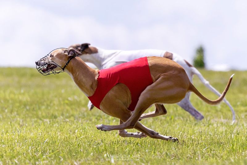 files/_uploads/2003_90_Odry/HeavenStart1-1.Lauf.jpg