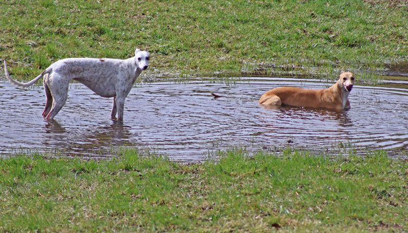 files/_uploads/2003_91_bestbuddies/beideWasser1.jpg