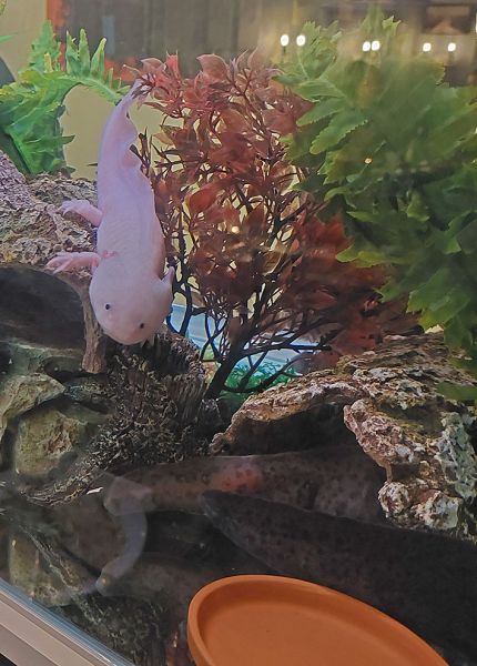 files/_uploads/2003_92_Finnland/Axolotl2.jpg