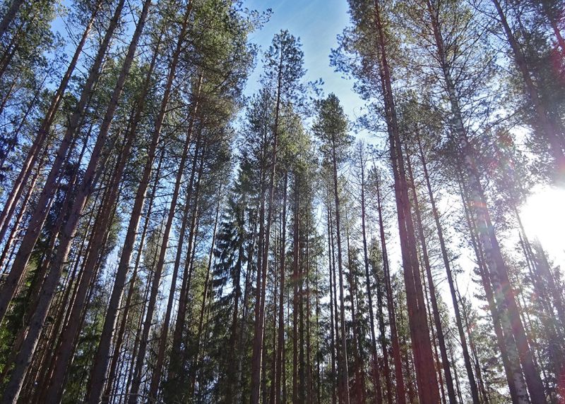 files/_uploads/2003_92_Finnland/Wald1.jpg
