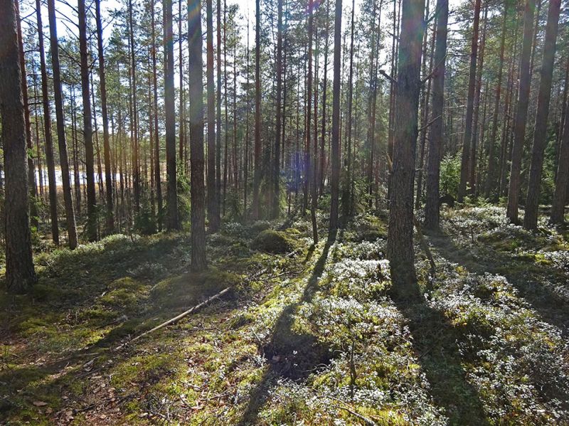 files/_uploads/2003_92_Finnland/Wald3.jpg