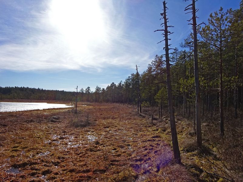 files/_uploads/2003_92_Finnland/Waldsee1.jpg