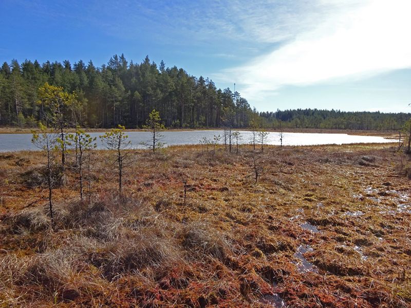 files/_uploads/2003_92_Finnland/Waldsee4.jpg