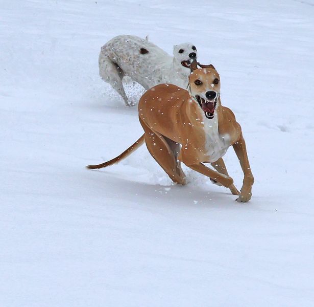 files/_uploads/2003_93_Maerzschnee/PoppyHeaven14.jpg
