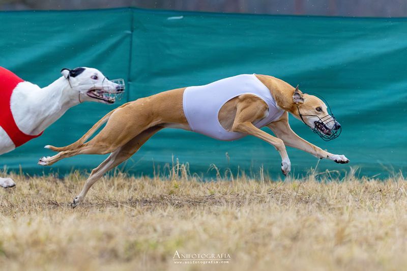 files/_uploads/2003_94_AdamovCoursing/Lauf1.jpg