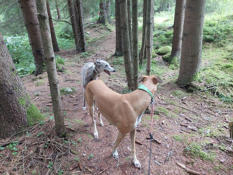 files/_uploads/2004_63_CoursingSAlsaZiar/Wald1.jpg