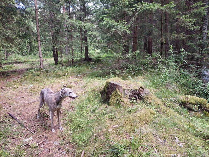 files/_uploads/2004_63_CoursingSAlsaZiar/Wald8.jpg