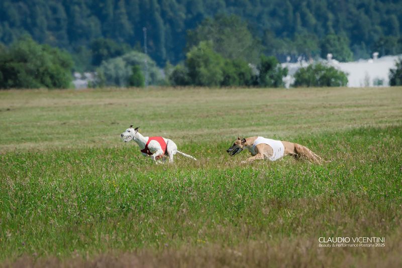 files/_uploads/2004_65_Postojna/Coursing3.jpg
