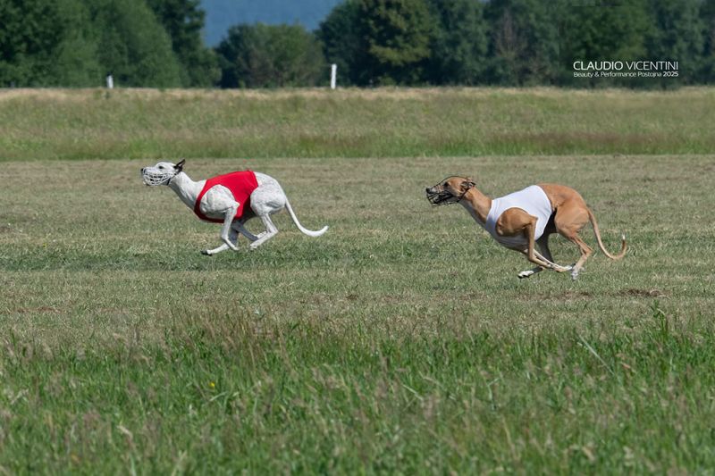 files/_uploads/2004_65_Postojna/Coursing3a.jpg