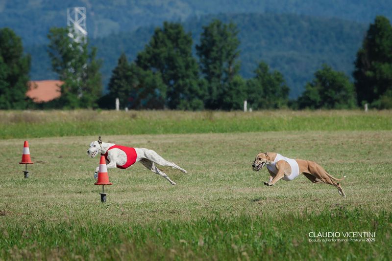 files/_uploads/2004_65_Postojna/Coursing4.jpg