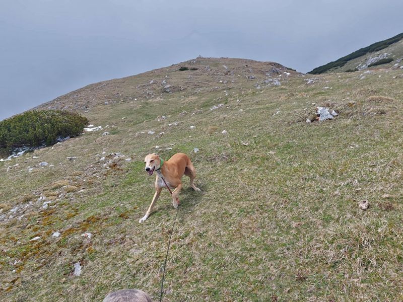 files/_uploads/2004_67_DoubleCACGrafenegg+Schneeberg/obenSpass1.jpg
