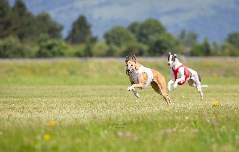 files/_uploads/2004_84_Postojna/Coursing2.jpg