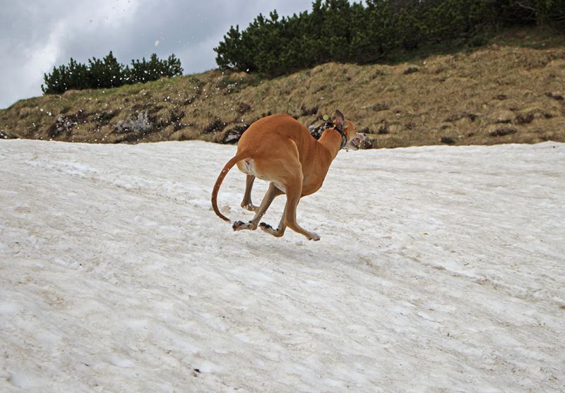 files/_uploads/2004_85_RaxundBreezy/HeavenSchnee3.jpg