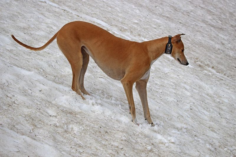 files/_uploads/2004_85_RaxundBreezy/HeavenSchnee5.jpg
