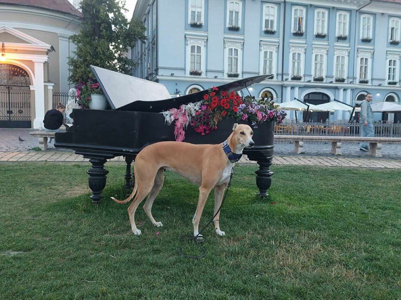 files/_uploads/2004_87_CoursingAusstellung/TimisoaramitHeaven4.jpg