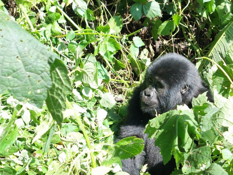 files/_uploads/2004_88_UgandaTeil9/Bwindi12.jpg