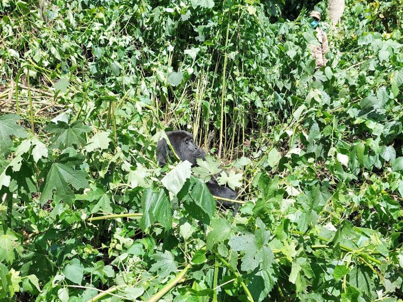 files/_uploads/2004_88_UgandaTeil9/Bwindi7.jpg