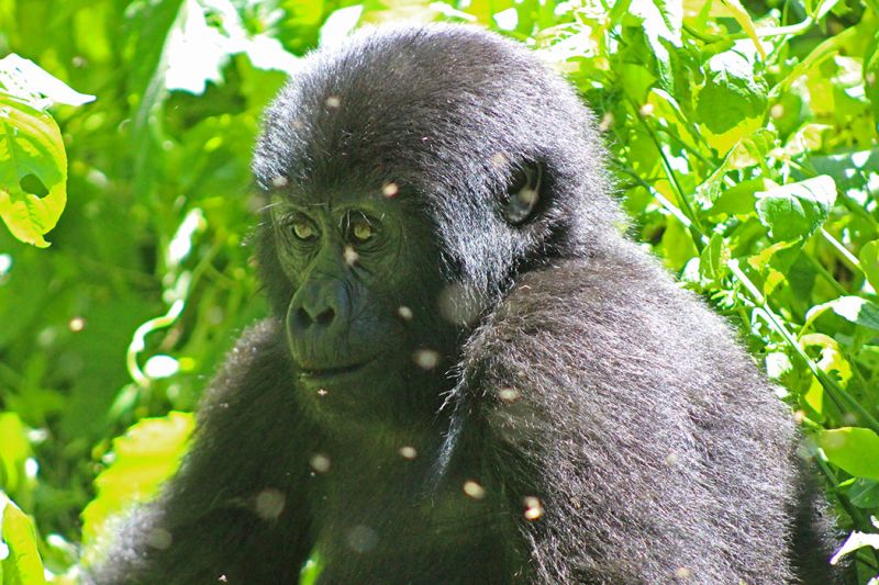 files/_uploads/2004_88_UgandaTeil9/Gorilla15.jpg