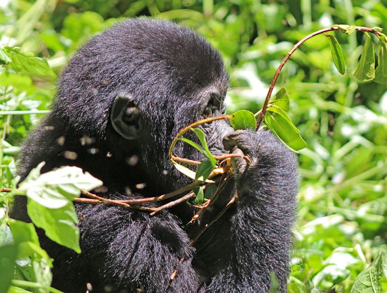 files/_uploads/2004_88_UgandaTeil9/Gorilla18.jpg