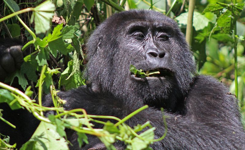 files/_uploads/2004_88_UgandaTeil9/Gorilla4.jpg
