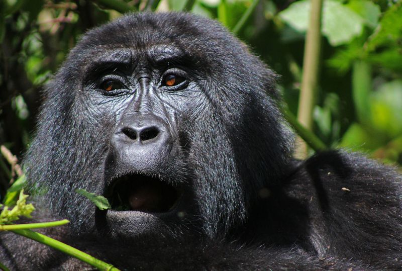 files/_uploads/2004_88_UgandaTeil9/Gorilla5.jpg