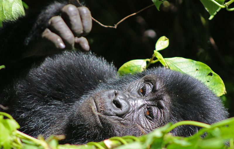files/_uploads/2004_88_UgandaTeil9/Gorilla6.jpg