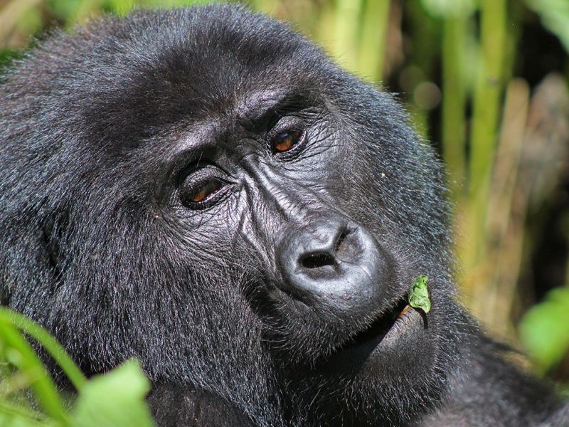 files/_uploads/2004_88_UgandaTeil9/Gorilla9.jpg