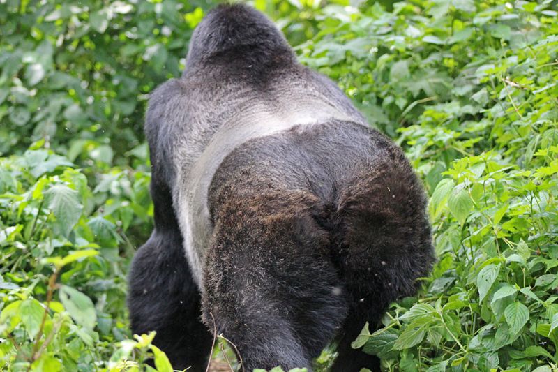 files/_uploads/2004_88_UgandaTeil9/GorillaSilberruecken2.jpg
