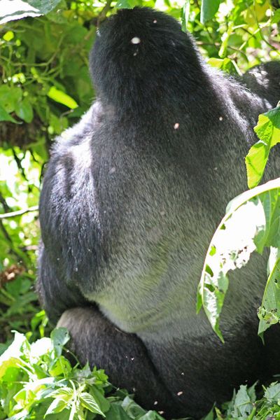 files/_uploads/2004_88_UgandaTeil9/GorillaSilberruecken3.jpg