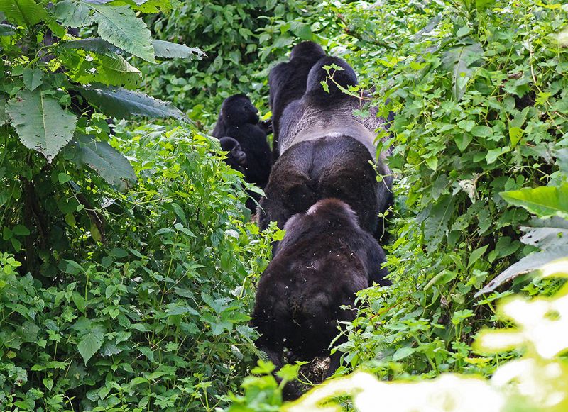files/_uploads/2004_88_UgandaTeil9/Gorillafamilie.jpg
