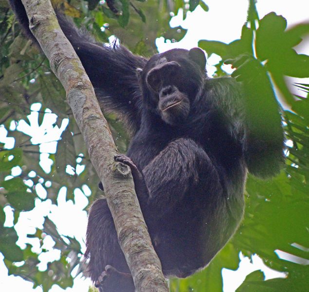 files/_uploads/2004_90_UgandaTeil7/Schimpanse3.jpg