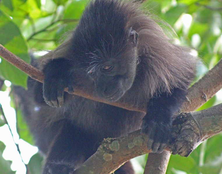 files/_uploads/2004_91_UgandaTeil6/Uganda-Mangabe6.jpg