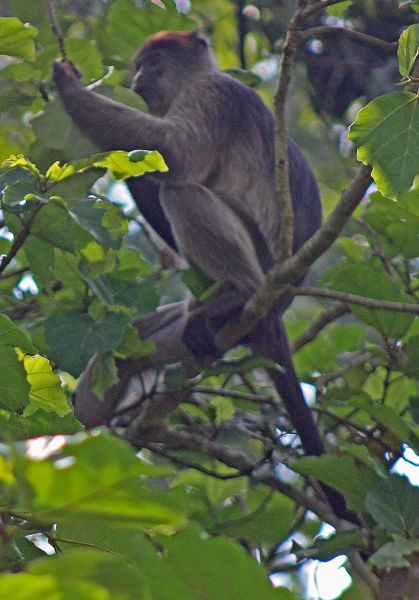 files/_uploads/2004_91_UgandaTeil6/Uganda-Stummelaffe1.jpg