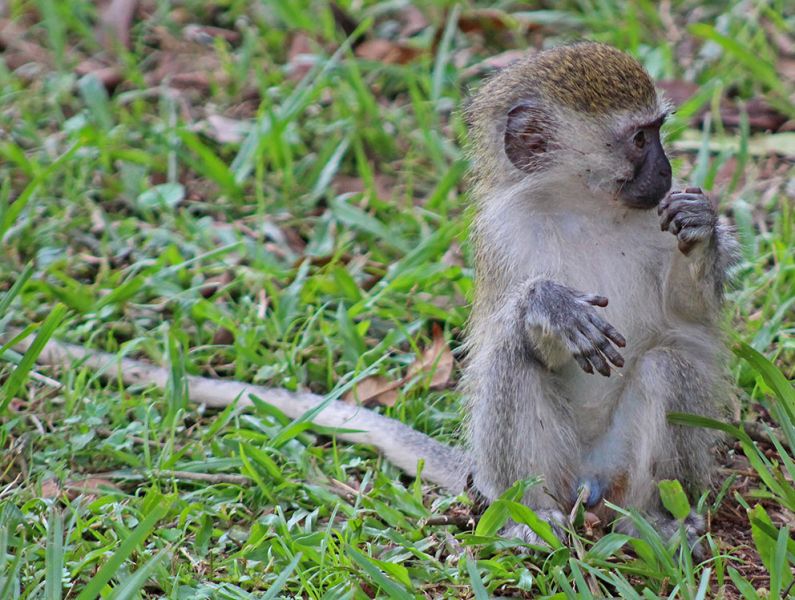 files/_uploads/2004_91_UgandaTeil6/Vervet-Affe3.jpg