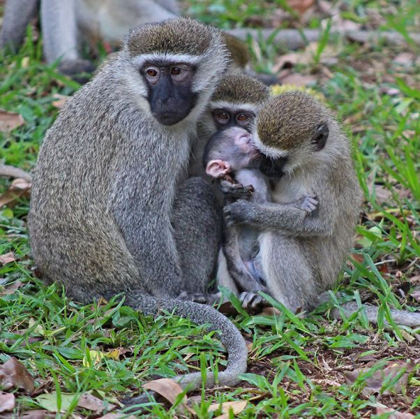 files/_uploads/2004_91_UgandaTeil6/Vervet-Affe5.jpg
