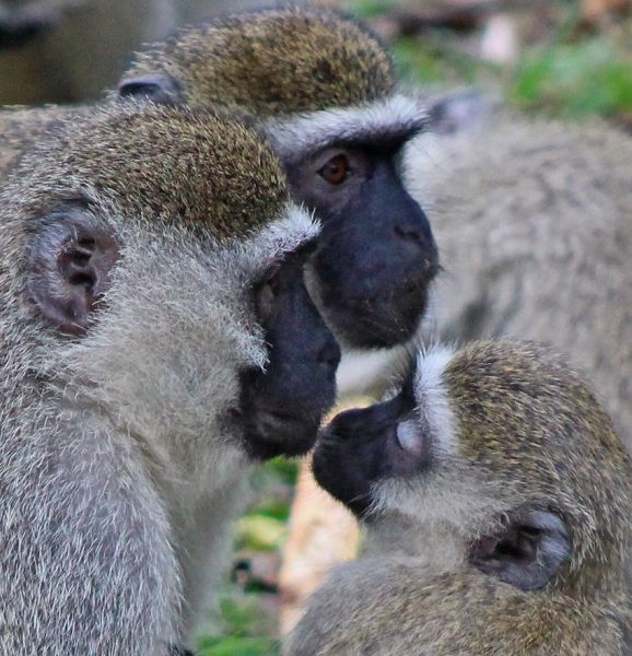 files/_uploads/2004_91_UgandaTeil6/Vervet-Affe6.jpg