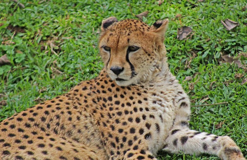 files/_uploads/2004_92_UgandaTeil5/Gepard1.jpg