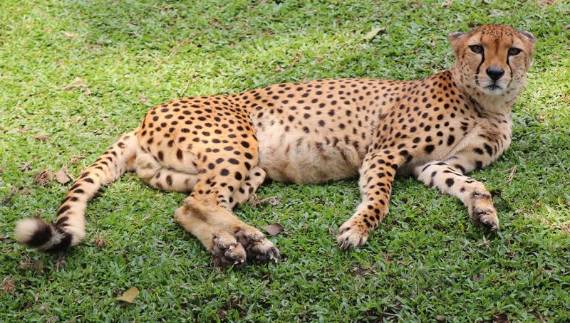 files/_uploads/2004_92_UgandaTeil5/Gepard2.jpg