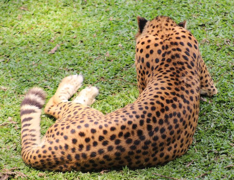 files/_uploads/2004_92_UgandaTeil5/Gepard4.jpg
