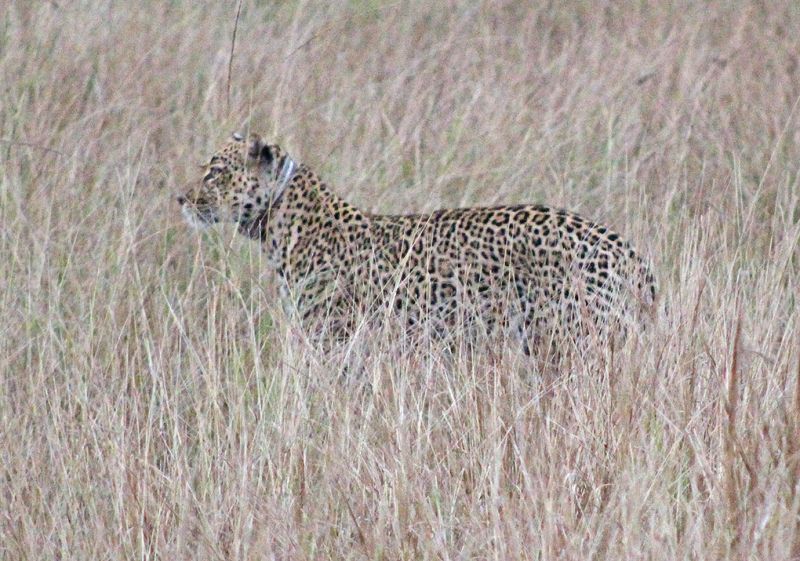 files/_uploads/2004_92_UgandaTeil5/Leopard2.jpg
