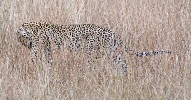 files/_uploads/2004_92_UgandaTeil5/Leopard6.jpg