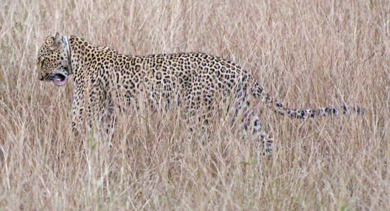 files/_uploads/2004_92_UgandaTeil5/Leopard7.jpg