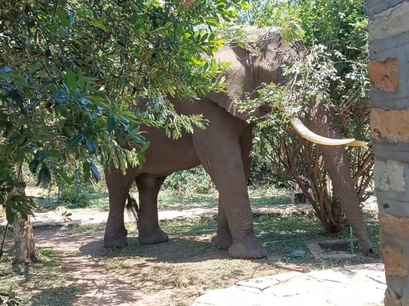 files/_uploads/2004_93_UgandaTeil4/Elefant2.jpg