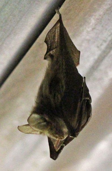 files/_uploads/2004_94_UgandaTeil3/Afrik.Langohrfledermaus1.jpg