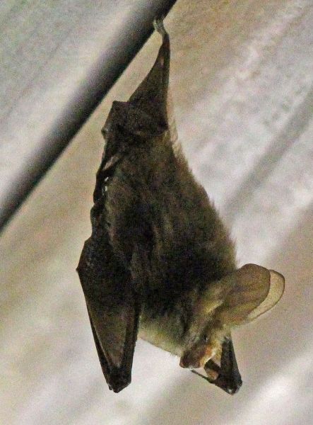 files/_uploads/2004_94_UgandaTeil3/Afrik.Langohrfledermaus2.jpg