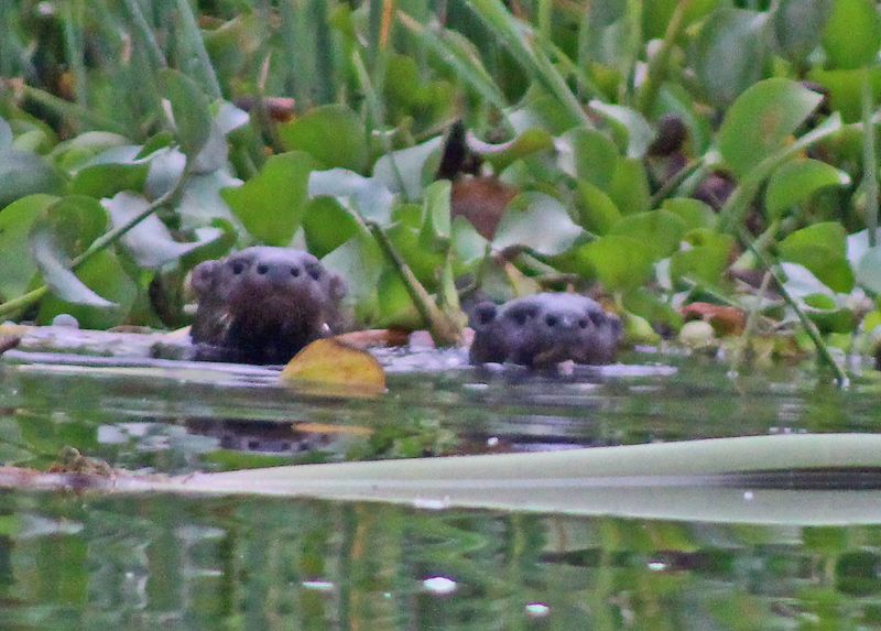 files/_uploads/2004_94_UgandaTeil3/Otter1.jpg